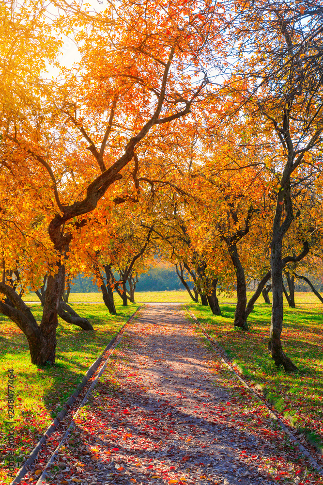 Naklejka premium autumn and yellow maple leaves in the park in Kolomenskoye park in autumn season aerial view, Moscow, Russia.