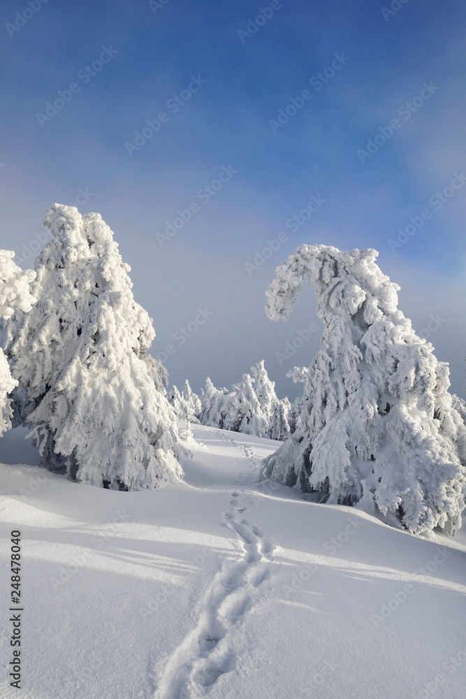 Obraz premium auf dem Berggipfel im Winter