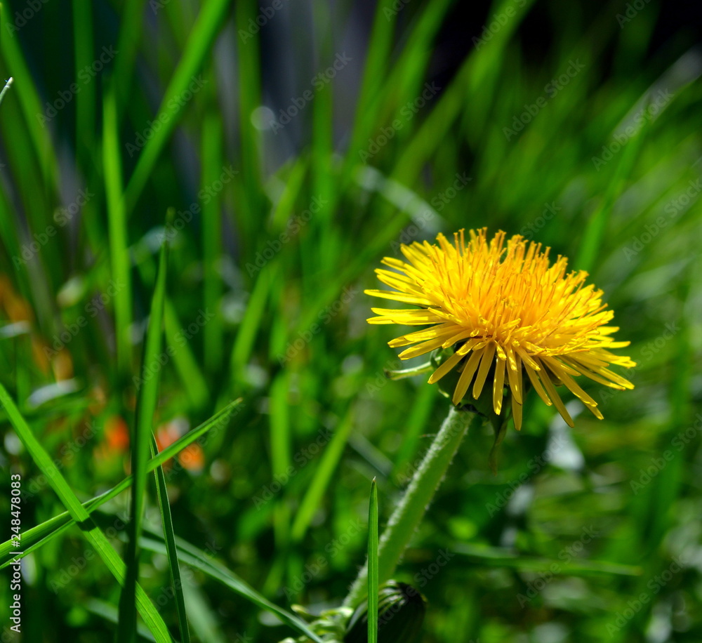 dandelion in grass dandelion in grass