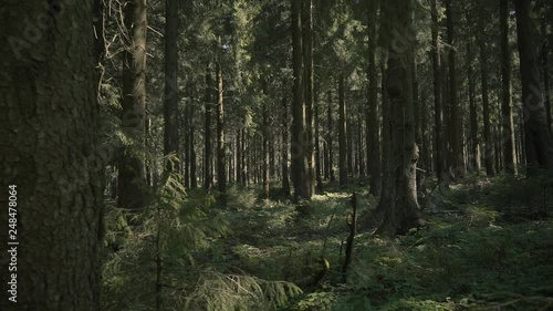  Slow camera movement through an atmospheric forest in the morning sun.