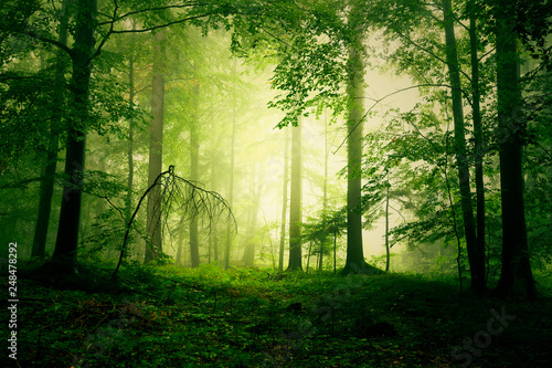 Mystical yellow green foggy fairytale forest