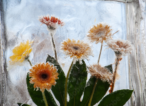 flowers in an ice cube outside