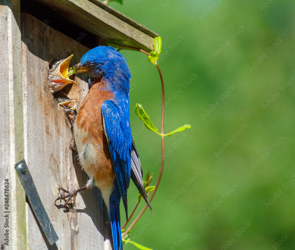 Obraz premium Male eastern bluebird feeding baby bird in birdhouse