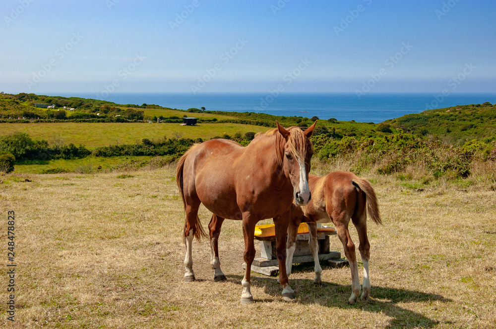 Horses along the sea