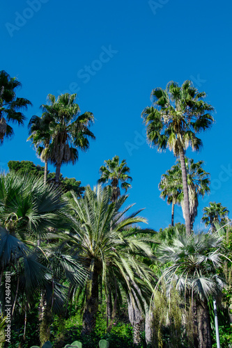 Palm trees  Barcelona        Spain