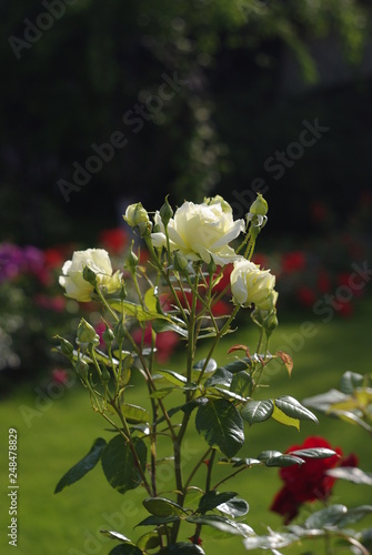 flowers, landscape design