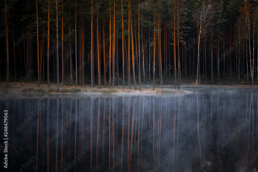 forest trees reflections in lake water