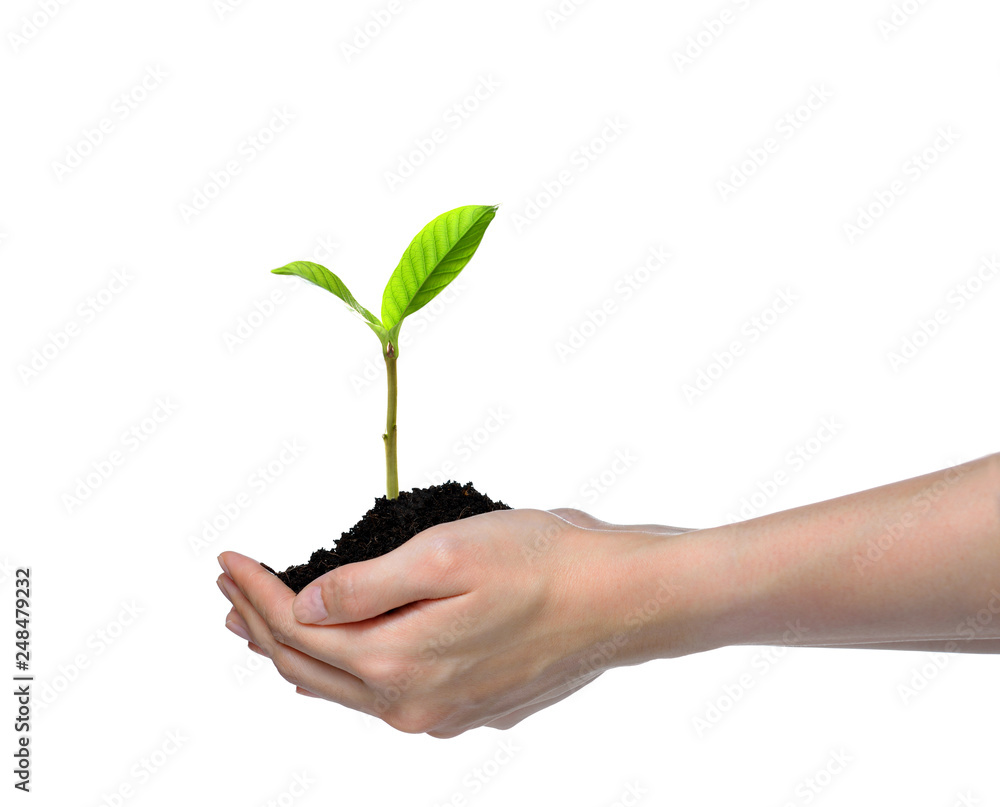Hands holding and caring a green young plant isolated on white background Hands holding and caring a green young plant isolated on white background