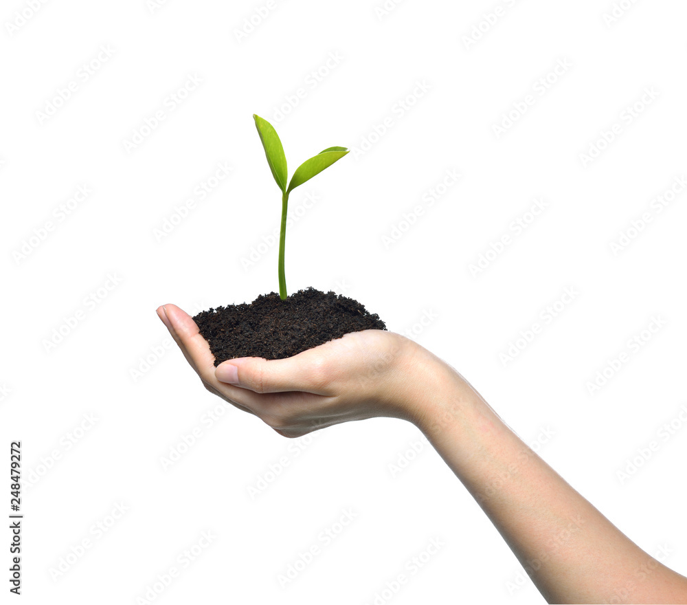 Hand holding and caring a green young plant isolated on white background Hand holding and caring a green young plant isolated on white background