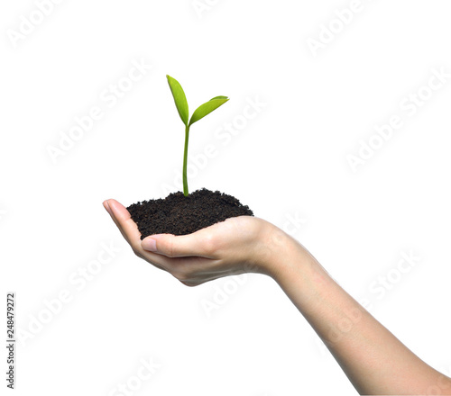 Hand holding and caring a green young plant isolated on white background