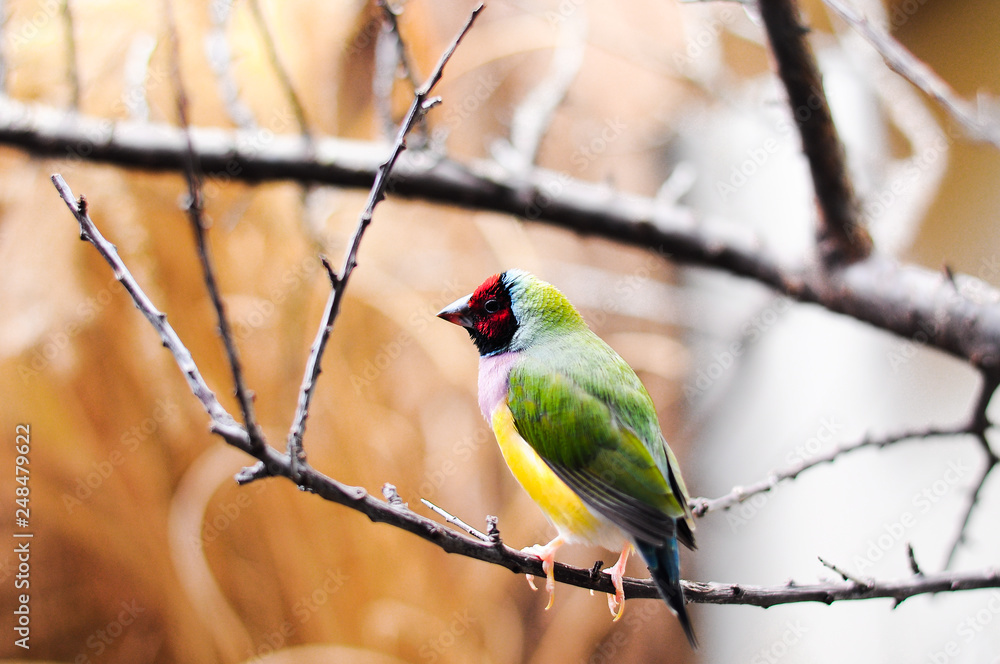 Fototapeta premium bird on a branch
