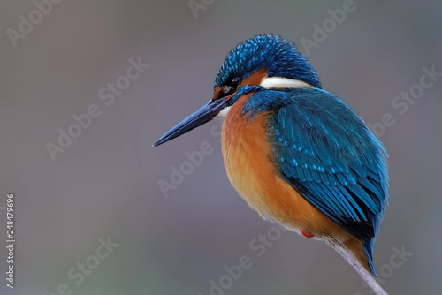 King fisher