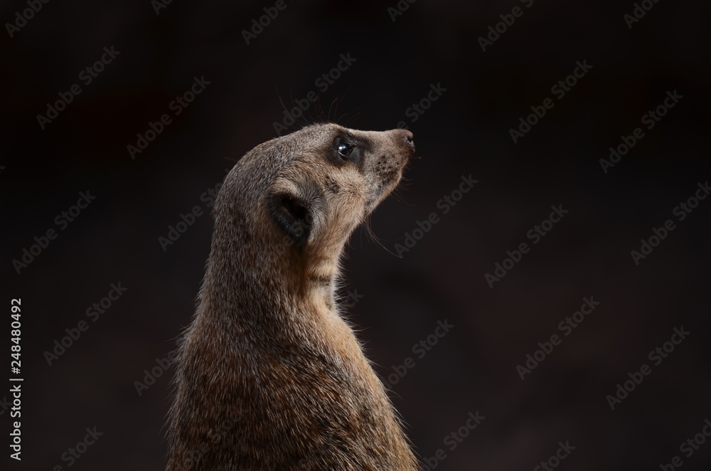 Fototapeta premium An alert meerkat sentinel on a blurred background