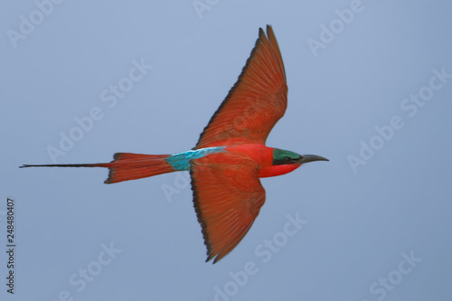 Southern carmine bee-eater