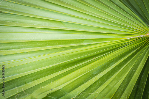 Large green burdock coconut palm.