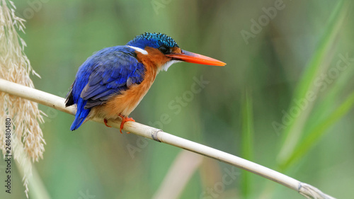 Malachite kingfisher