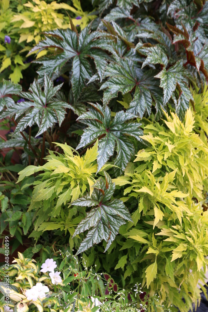 plants in the garden plants in the garden