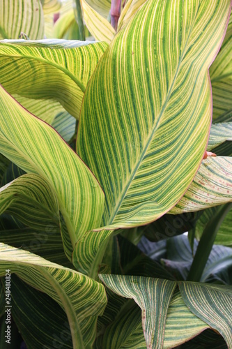 closeup of green leaf