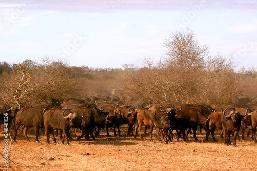 Herd of buffalo in Africa © Ellis