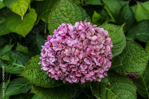 flowers in the garden