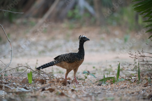 Bare faced Curassow, in a jungle environment, Pantanal Brazil