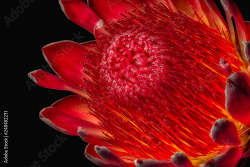 surrealistic vintage macro of a red glowing protea blossom on black background,fine art still life floral image of the inner of a single isolated bloom with detailed texture in painting style photo