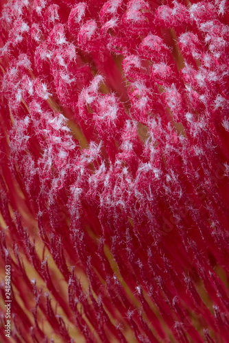 abstract macro of a yellow red inner  protea blossom heart photo