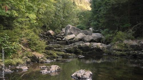 Slow camera movement in an atmospheric forest with a lake.