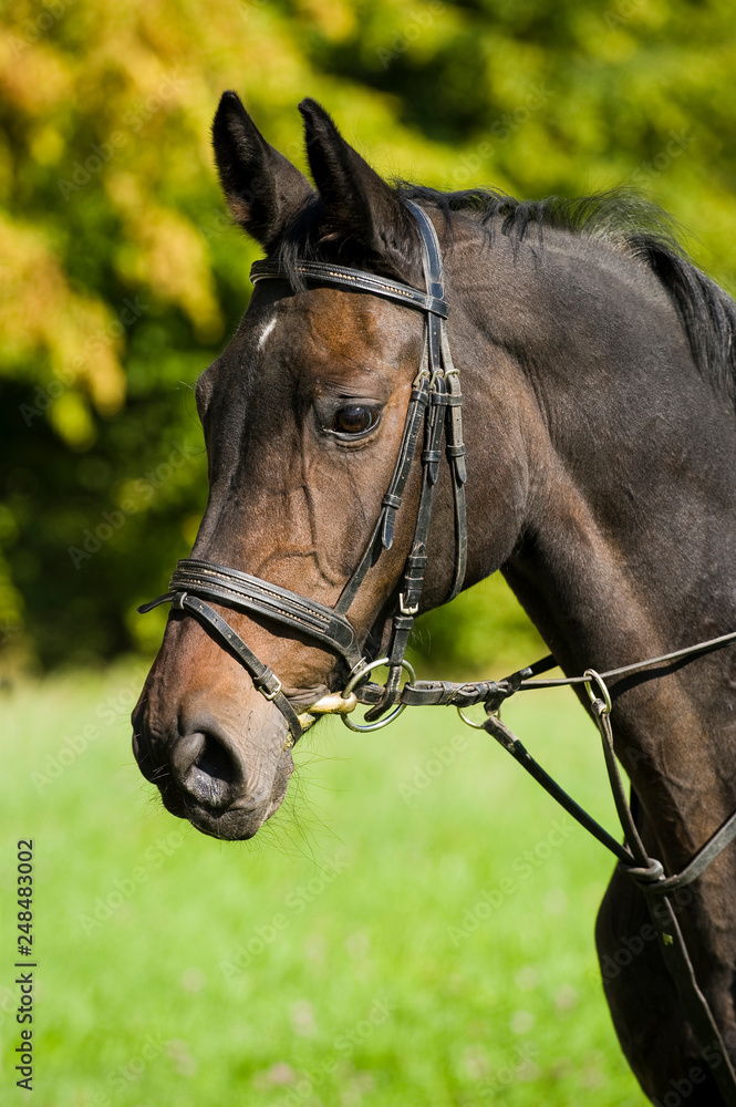Brown warm blood horse with bridle Brown warm blood horse with bridle