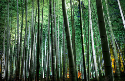Bamboo forest walking way with Bamboo light up the night in Kyoto   Japan