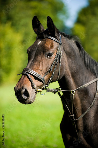 Brown warm blood horse with bridle