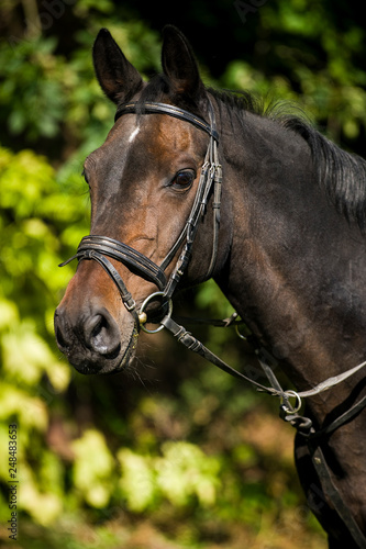 Brown warm blood horse with bridle © DoraZett