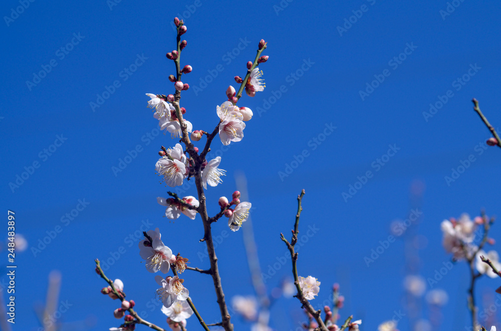 梅の花と青空 梅の花と青空