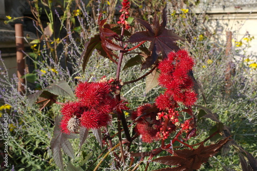 beautiful red flowers of a rodgersia photo