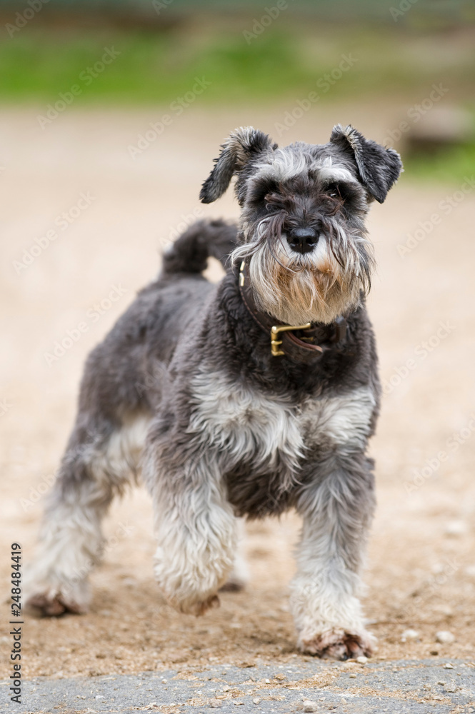 Standing schnauzer dog