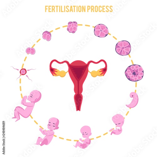 Infographic of pregnancy stages with process of fertilization and development of embryo in flat style.