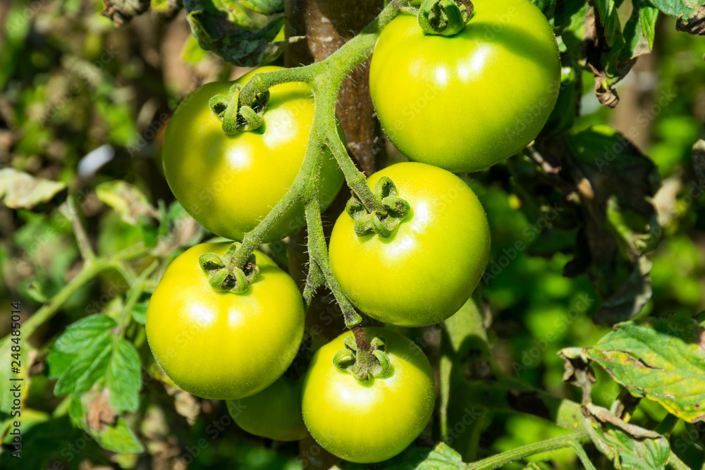 Green Tomatoes branch