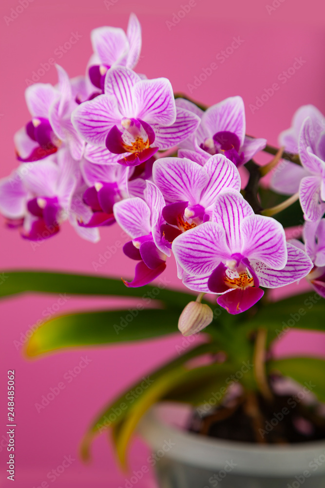 Obraz premium Beautiful pink orchid in a pot.