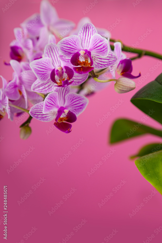 Fototapeta premium Beautiful pink orchid closeup.
