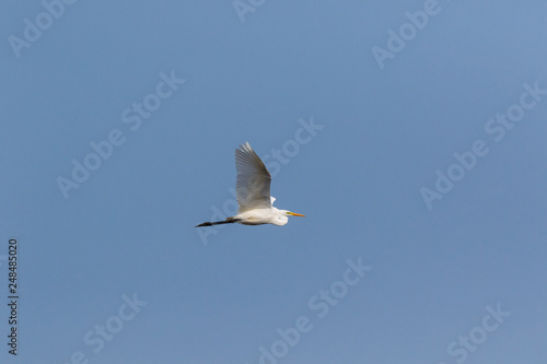 Great White Egret  Egretta alba  Casmerodius albus .