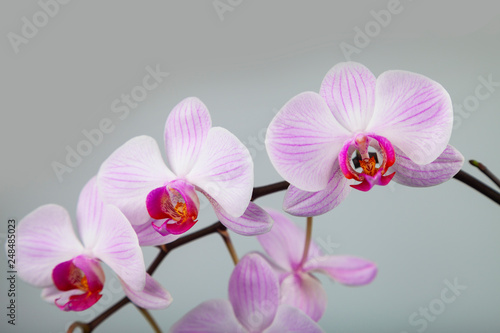 Fototapeta Naklejka Na Ścianę i Meble -  Beautiful pink orchid closeup.