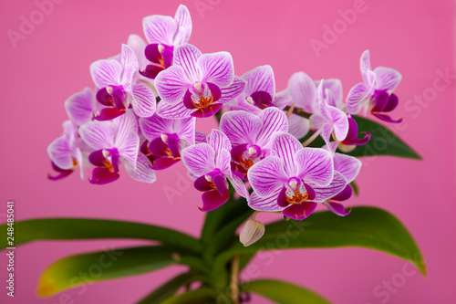 Beautiful pink orchid closeup.