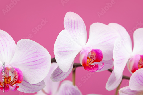 Beautiful pink orchid closeup. © Elena Blokhina