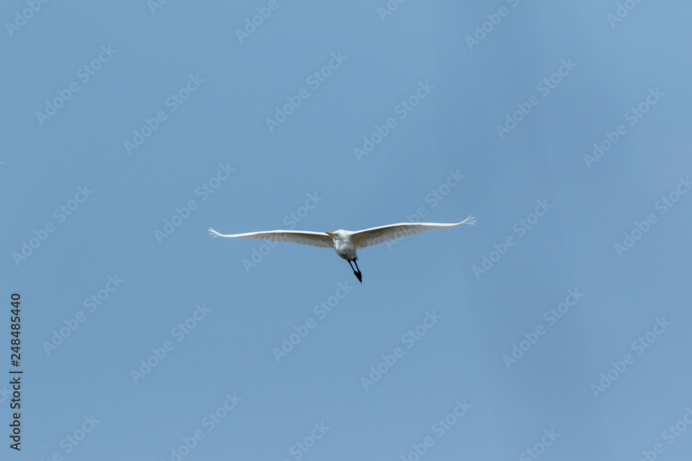 Great White Egret (Egretta alba, Casmerodius albus). Great White Egret (Egretta alba, Casmerodius albus).