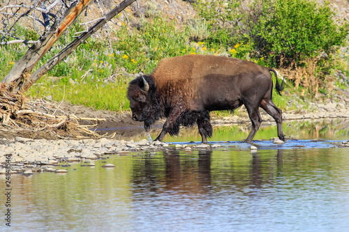Bison crossing river in Lamar Valley, Yellowstone National Park, Wyoming