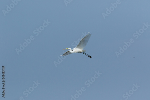 Great White Egret (Egretta alba, Casmerodius albus).