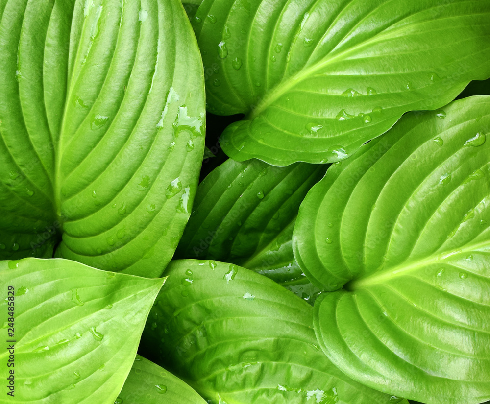 Obraz premium Fresh green grass with dew drops closeup 