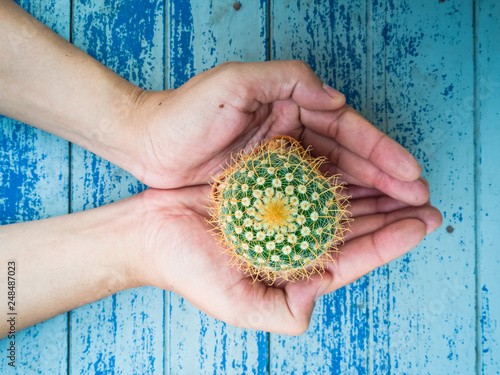 Small cactus in the hands of men, environmental care concept