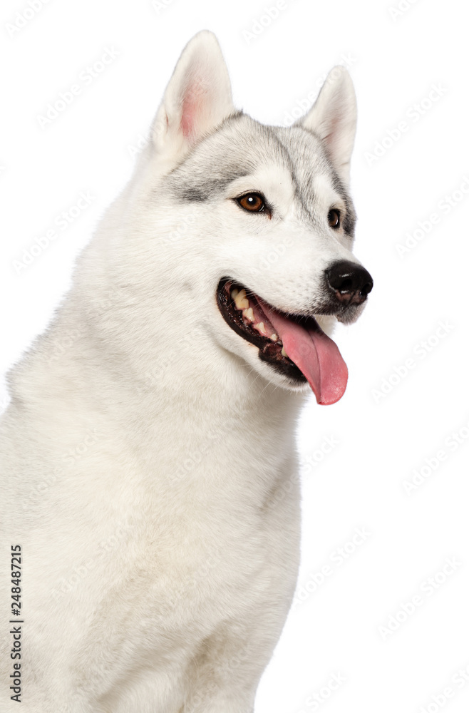 Siberian Husky Dog Isolated  on White  Background in studio