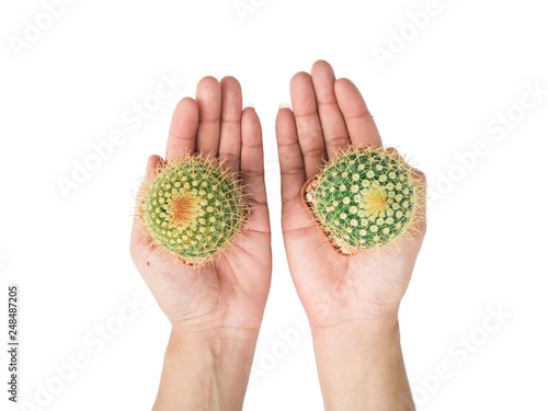 Small cactus photos in the hands of men separated on a white background